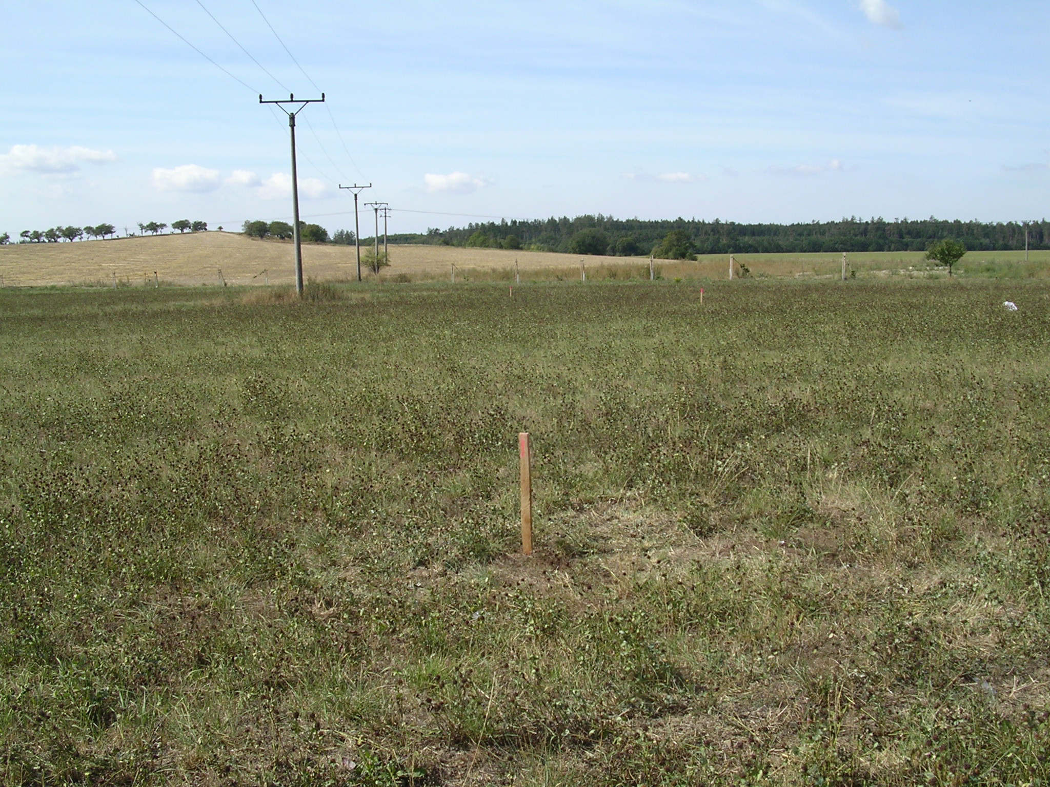 vytyčení